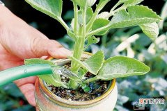 【盆栽】给植物盆栽浇水的法则有哪些？