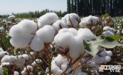 【花】棉花枯萎病要怎么防治？棉花枯萎病的防治方法有哪些？