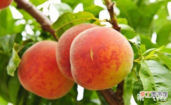 【桃树】桃树穿孔病要怎么防治？防治桃树穿孔病的方法有哪些？