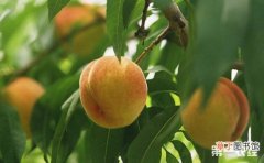 【桃树】桃树穿孔病要怎么防治？防治桃树穿孔病的方法有哪些？