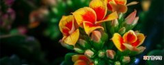 【吸甲醛】哪些花吸甲醛适合放室内 有哪些适合放在室内吸甲醛的花