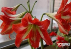 【朱顶红】水培朱顶红多久开花有哪些注意事项？