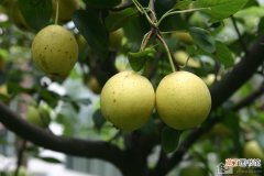 【梨树】梨树的种植技巧有哪些？