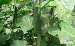 【种植】黄瓜种植的水肥管理方法有哪些？