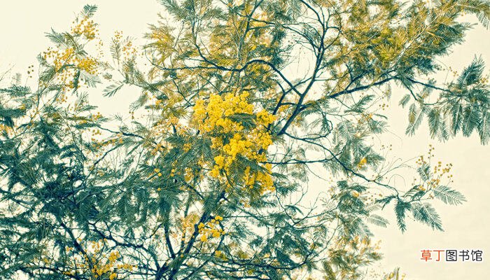 【叶子】含羞草叶子发黄是怎么回事 含羞草的叶子发黄是怎么回事