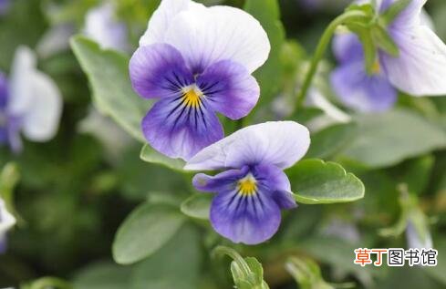 【兰花】紫罗兰花期养殖方法有哪些？