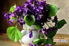【兰花】紫罗兰花期养殖方法有哪些？
