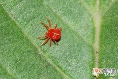 【葡萄】葡萄红蜘蛛的分布与为害有哪些？