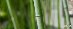 【竹子】竹子怎么栽种 竹子如何栽种