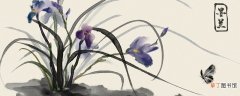 【兰花】兰花品质 兰花品质和精神