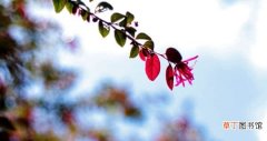 【花】红花继木防病虫害方法介绍有哪些？