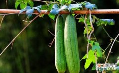 【高产】丝瓜的优质高产栽培技术有哪些？