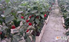 【栽培】甜椒的无土栽培技术有哪些？