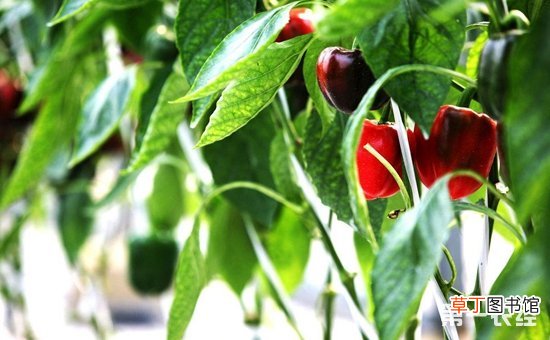 【栽培】甜椒的无土栽培技术有哪些？