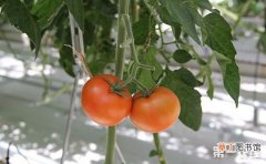 【无土栽培】番茄的无土栽培技术有哪些？