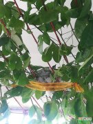 【香】百香果树上长鸟窝2有哪些说法？
