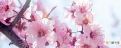 【开花】桃树十月开花是什么原因 桃树十月份开花是什么原因