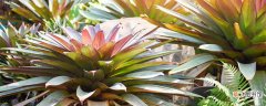 【植物】热带植物的习性 热带植物的习性是什么