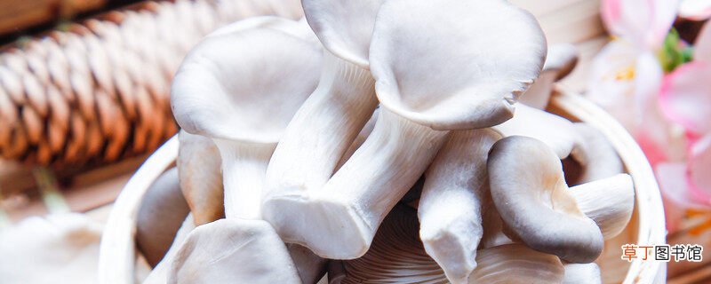 【种植方法】凤尾菇的种植方法全过程 凤尾菇的种植方法