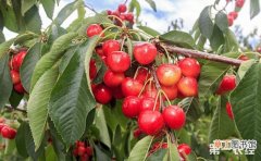 【桃】樱桃褐腐病的防治方法有哪些？