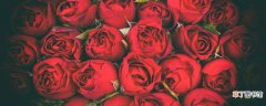 【红玫瑰】九朵红玫瑰代表什么意思 9朵红玫瑰代表什么意思