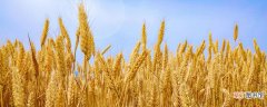 【秋天】收麦子是秋天还是夏天 麦子有什么特征收