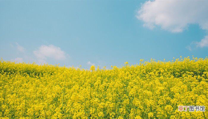 【油菜花】春季种植油菜花需要注意催熟 春季种油菜花需要注意催熟