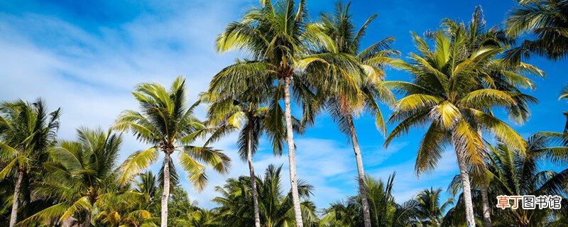 【树】椰子树特点 椰子树特点是什么