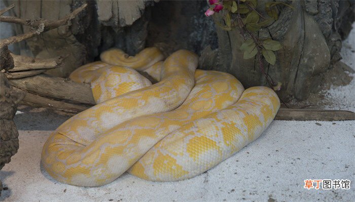 【品种】金黄色的蛇是什么品种 金黄色的蛇是什么品种叫什么
