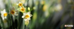 【花】有毒的黄花是什么花 有毒的黄花是什么花有什么特征