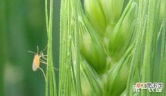 【防治】小麦吸浆虫防治要点有哪些？