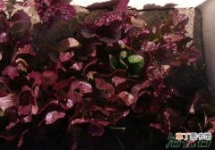 【种植方法】紫叶生菜种植方法有哪些？