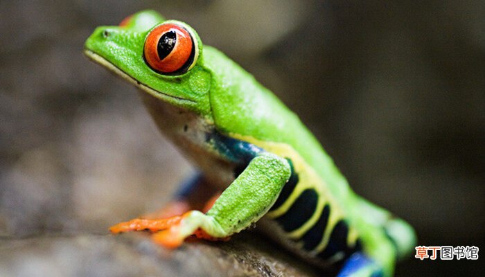 【品种】绿色青蛙是什么品种 那个绿色的青蛙叫什么