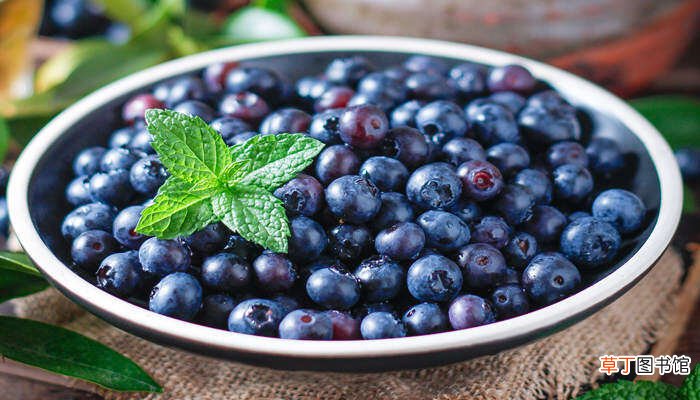 【品种】H5蓝莓品种介绍 h5蓝莓品种简介
