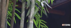 【植物】跟竹子一样有奉献精神的植物 和竹子一样默默奉献的植物