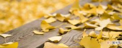 【叶子】为什么秋天叶子会变黄 秋天叶子为什么会变成黄色