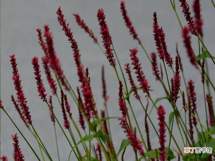 【花卉】红蓼的主要分布区域，红蓼花卉图片欣赏