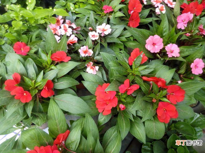 【花】新几内亚凤仙花卉基本信息及主要繁育方式，高清花卉图片欣赏