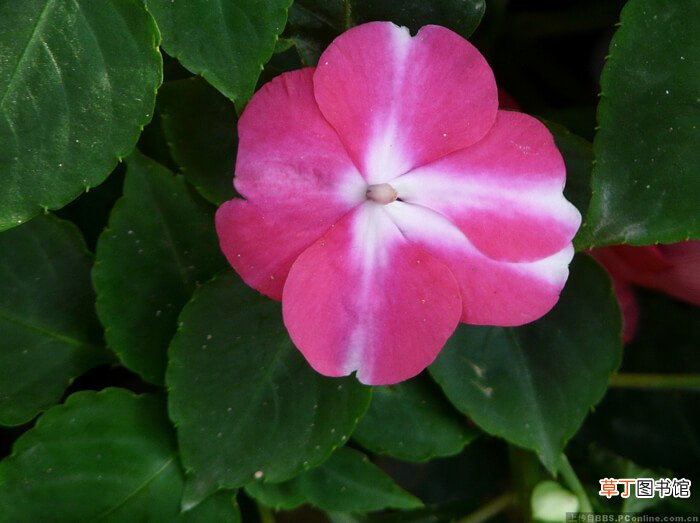 【花】新几内亚凤仙花卉基本信息及主要繁育方式，高清花卉图片欣赏