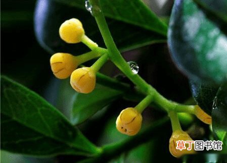 【米兰花】米兰花的品种图片大全 米兰花品种图片高清大图
