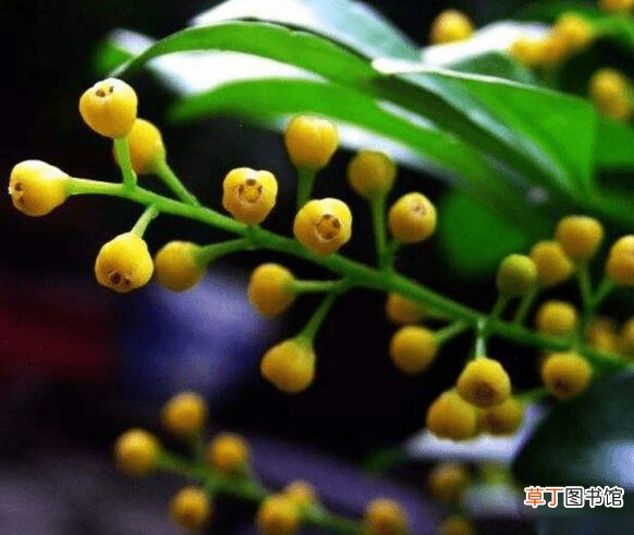 【米兰花】米兰花的品种图片大全 米兰花品种图片高清大图