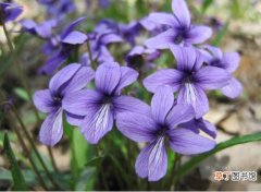 【花】紫花地丁图片大全!精致美丽的紫花地丁竟然还有这么多的功效!