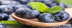 【品种】明星蓝莓品种介绍 明星蓝莓品种特性