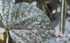 【虫害】绿豆染上病虫害怎么办？绿豆常见病虫害的防治方法有哪些？
