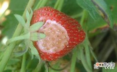 【防治】草莓疫霉果腐病的防治方法有哪些？