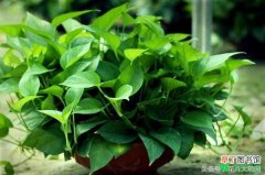 【植物】50种室内植物夏季养护要点有哪些？