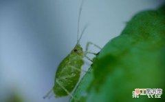 【虫害】羊蹄甲主要虫害防治技术有哪些？
