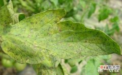 【防治】西红柿斑枯病的发病特色和防治方法有哪些？