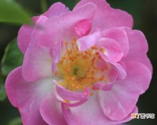 【花】蔷薇花的特征和生长习性有哪些？