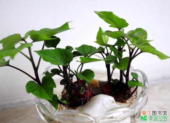 【盆栽】水培盆栽植物方法及注意事项有哪些？